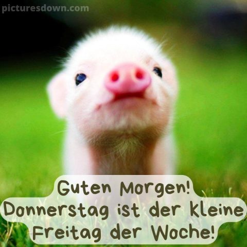 Lustige bild donnerstag Schweinchen kostenlos herunterladen