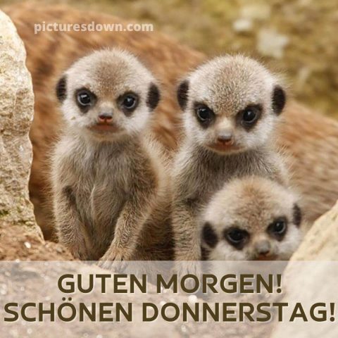 Lustige bild donnerstag Erdmännchen kostenlos herunterladen