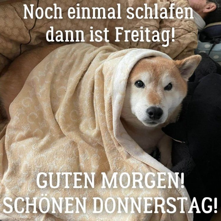 Lustige bild donnerstag Hund unter Decke kostenlos herunterladen