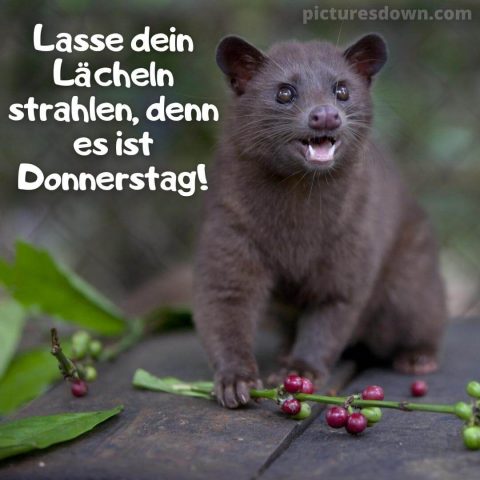 Lustige guten morgen donnerstag bild Kopi Luwak kostenlos herunterladen