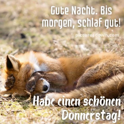 Gute nacht donnerstag bild Fuchs kostenlos herunterladen