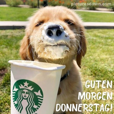 Guten morgen donnerstag bild Hund im Kaffee kostenlos herunterladen
