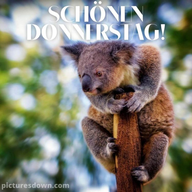 Guten morgen donnerstag bild Koala kostenlos herunterladen