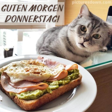 Guten morgen donnerstag bild Katze und Frühstück kostenlos herunterladen