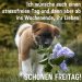 Freitag Morgen Gr e Freitag Bild Hund Und Flieder Kostenlos freitag-morgen-gr-e-freitag-bild-hund-und-flieder-kostenlos