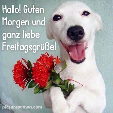 Freitag morgen grüße freitag bild Hund mit Blumen kostenlos