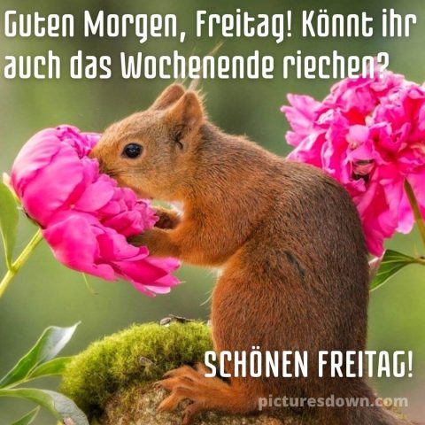 Guten morgen bild freitag Eichhörnchen und Blume kostenlos