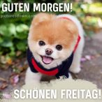 Freitag Morgen Gr e Freitag Bild Fr hliche Katze Kostenlos freitag-morgen-gr-e-freitag-bild-fr-hliche-katze-kostenlos