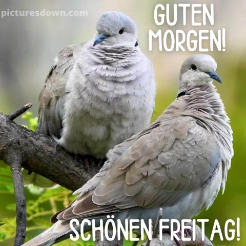 Guten morgen freitag bild Taube kostenlos
