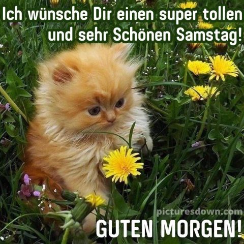 Schönen samstag bild Kätzchen kostenlos