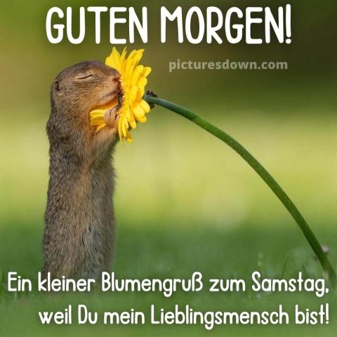 Schönen samstag bild Maus und Blume kostenlos