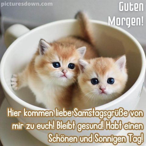 Schönen samstag bild zwei Katzen kostenlos