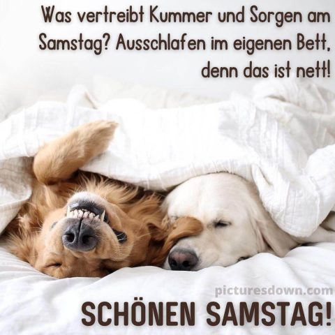 Guten morgen samstag bild Hunde im Bett kostenlos
