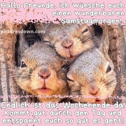 Guten morgen samstag lustig bild drei Eichhörnchen kostenlos