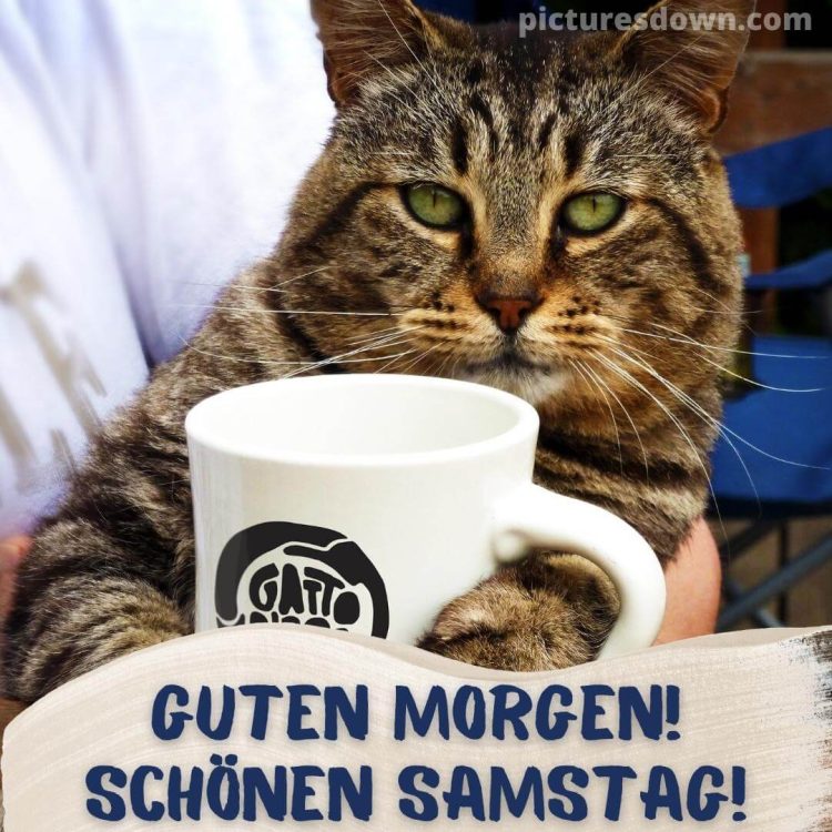 Guten morgen samstag lustig bild Katze mit einer Tasse kostenlos