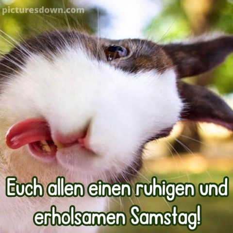 Guten morgen samstag lustig bild Kaninchen kostenlos