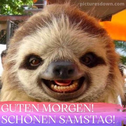 Witzig guten morgen samstag lustig bild Faultiere kostenlos