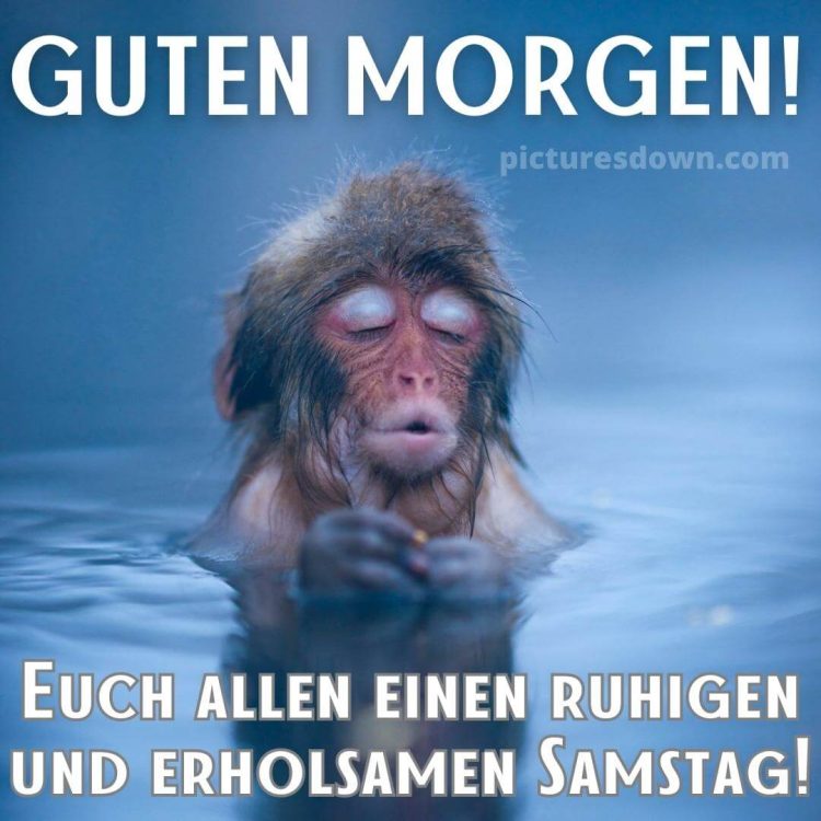 Witzig guten morgen samstag lustig bild nasser Affe kostenlos