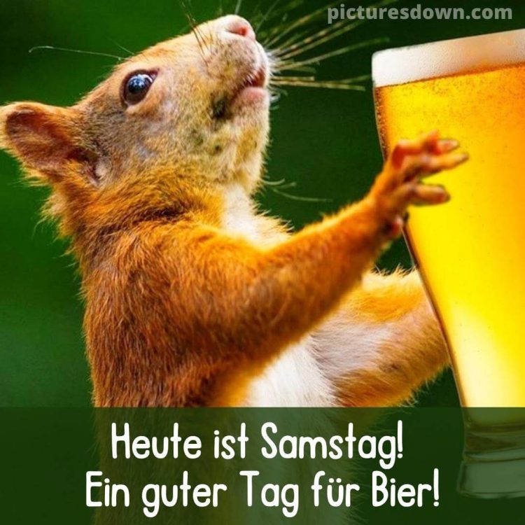 Witzig guten morgen samstag lustig bild Eichhörnchen mit Bier kostenlos