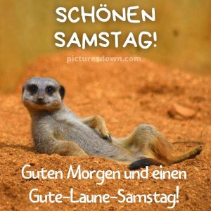 Guten samstag lustig bild Erdmännchen kostenlos