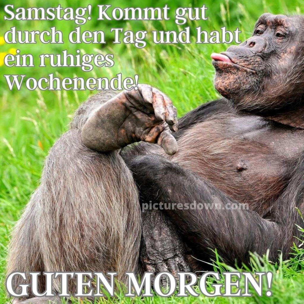 Samstag lustig fröhlich guten morgen bild Affe