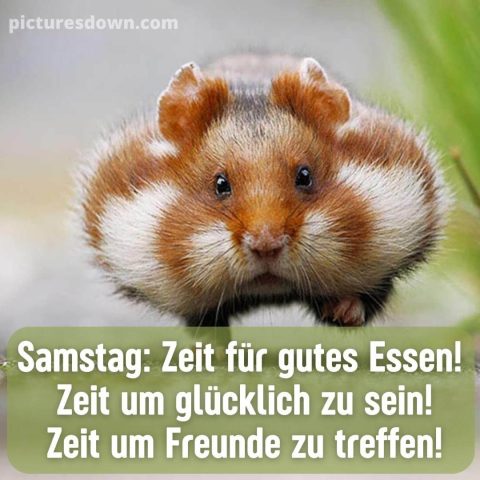 Samstag lustig fröhlich guten morgen bild großer Hamster kostenlos