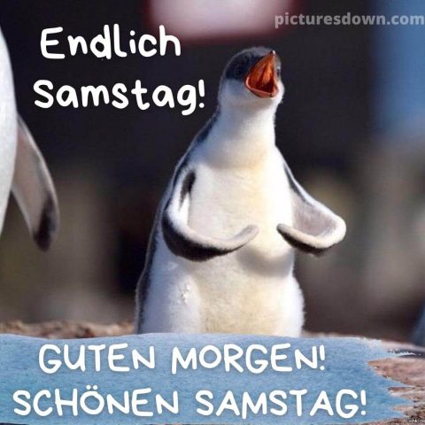 Guten morgen samstag lustig bild Pinguin kostenlos