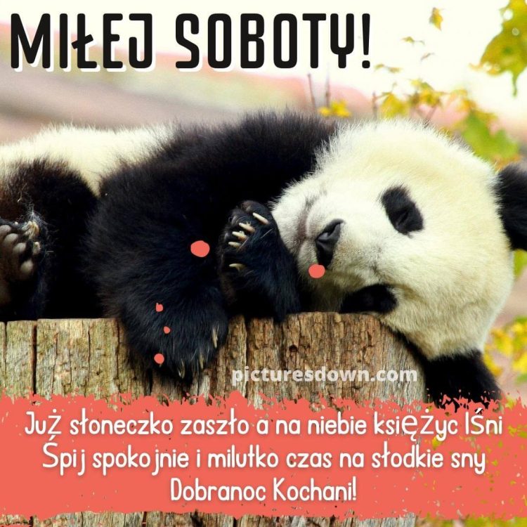 Kartki słodkich snów na sobotę panda do pobrania za darmo