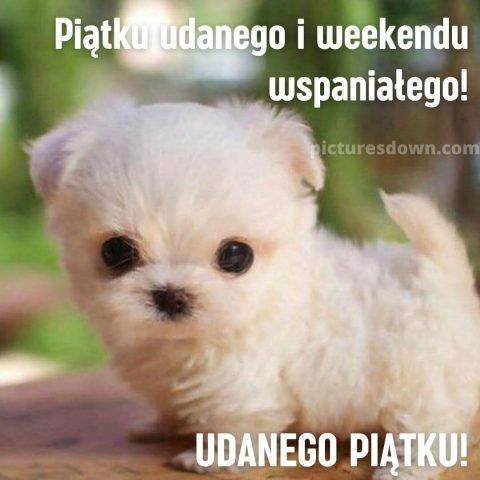 Kartka dzień dobry w piątek mały pies do pobrania za darmo