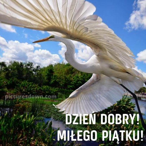 Kartka dzień dobry w piątek dźwig do pobrania za darmo