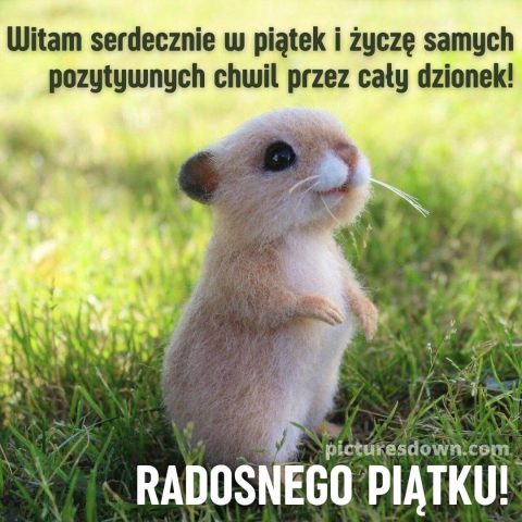 Kartka miłego piątku chomik do pobrania za darmo