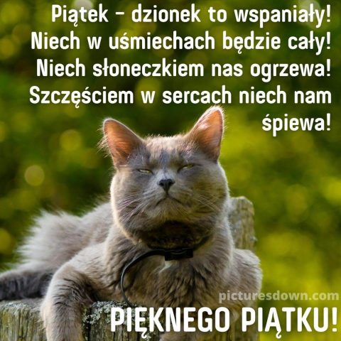 Kartka miłego piątku szary kot do pobrania za darmo