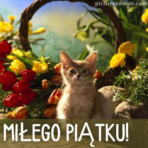Kartka dzień dobry w piątek mały kotek do pobrania za darmo