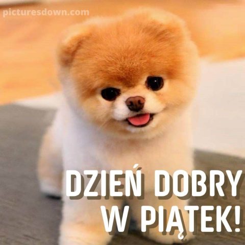 Kartka na wielki piatek mały pies do pobrania za darmo