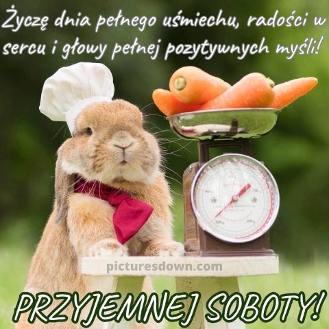 Kartka dzień dobry miłej soboty królik i marchewka za darmo