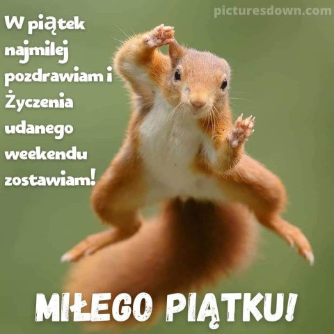 Kartka miłego piątku śmieszne wiewiórka do pobrania za darmo