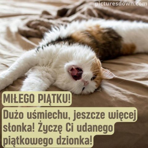 Kartka miłego piątku śmieszne kot na łóżku do pobrania za darmo