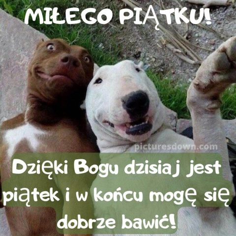 Kartka miłego piątku śmieszne psy do pobrania za darmo