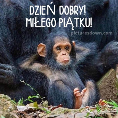 Kartka dzień dobry w piątek śmieszne małpa do pobrania za darmo