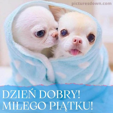 Kartka dzień dobry w piątek śmieszne dwa psy do pobrania za darmo