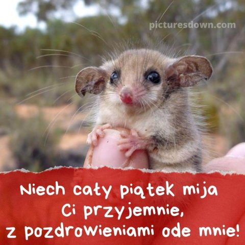 Kartka dzień dobry w piątek śmieszne mysz do pobrania za darmo