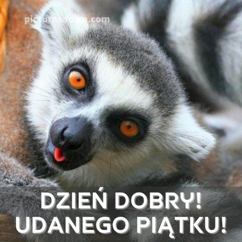 Kartka dzień dobry w piątek śmieszne lemur do pobrania za darmo