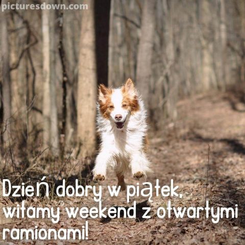 Kartka dzień dobry w piątek śmieszne szczęśliwy pies do pobrania za darmo