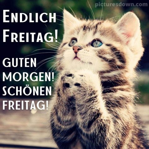 Kartka dzień dobry w piątek śmieszne mały kotek do pobrania za darmo