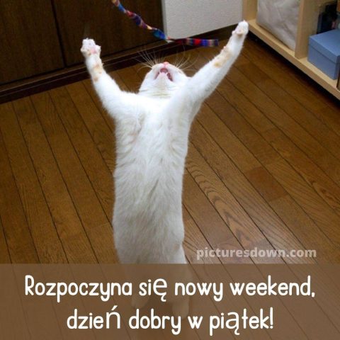 Kartka dzień dobry w piątek śmieszne kot do pobrania za darmo