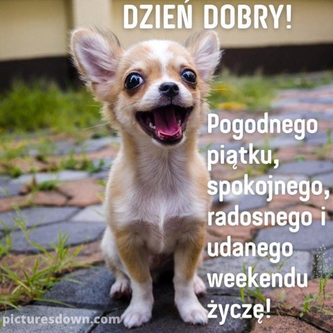 Śmieszne kartka na piątek mały pies do pobrania za darmo