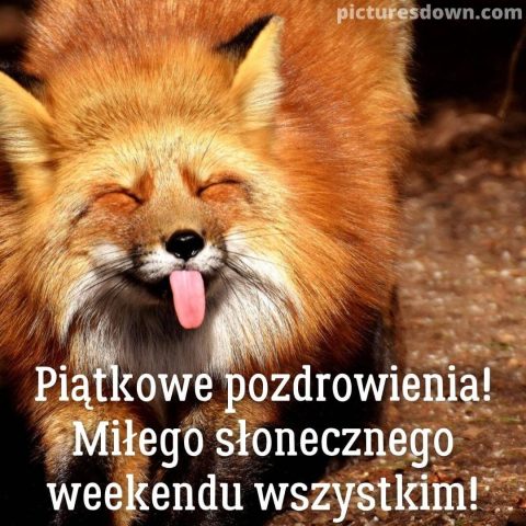 Śmieszne kartka na piątek lis do pobrania za darmo