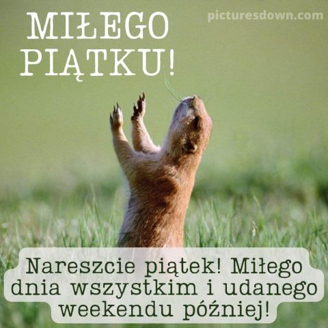 Śmieszne kartka na piątek gryzoń do pobrania za darmo