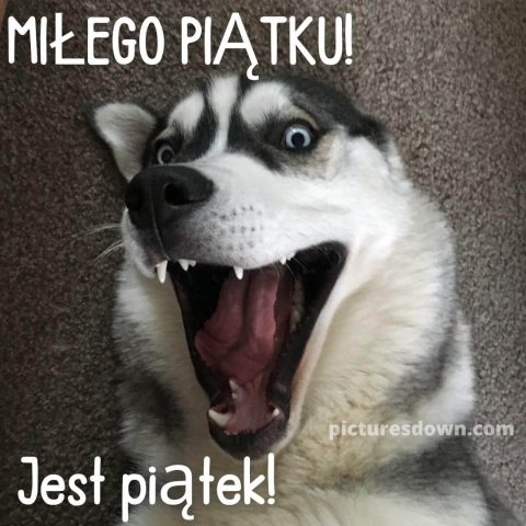 Kartka miłego piątku śmieszne zabawny pies do pobrania za darmo