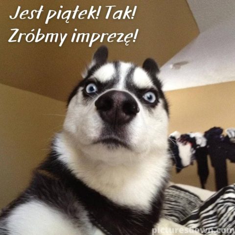 Kartka miłego piątku śmieszne husky do pobrania za darmo